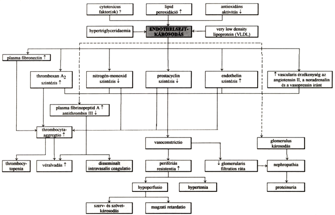 Endothelsejt diszfunkció és a praeeclampsia összefüggései