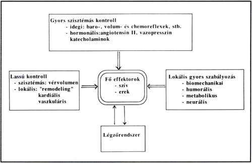 Az érrendszeri krónikus adaptáció mechanizmusai