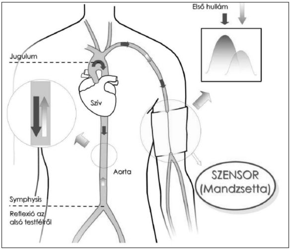 A vérnyomás, az artériás stiffness és más hemodinamikai paraméterek egyidejű mérése